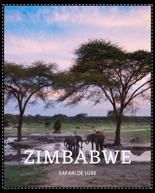 En safari au Zimbabwe