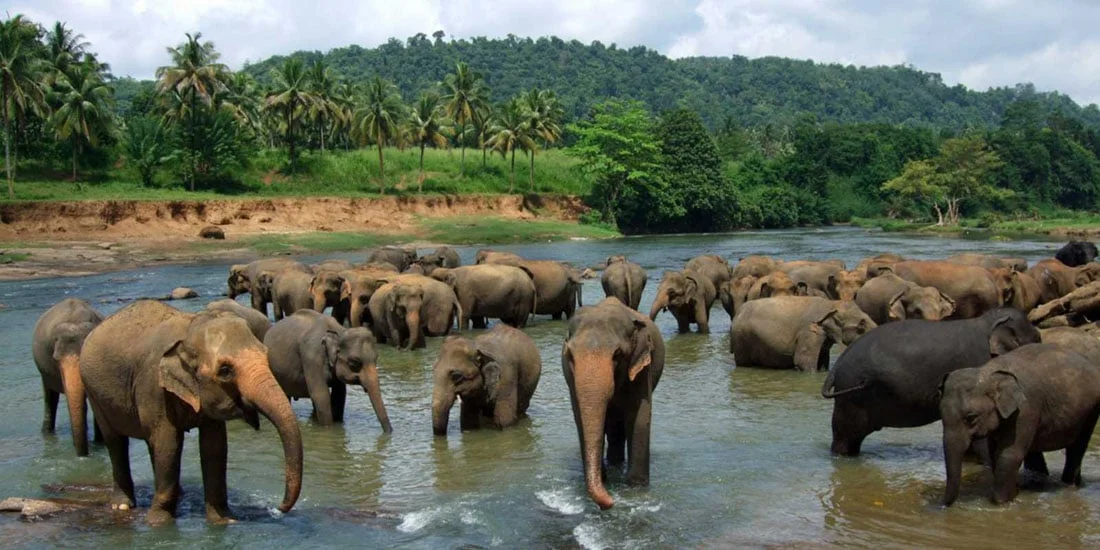 baignade avec les éléphnants au Sri Lanka