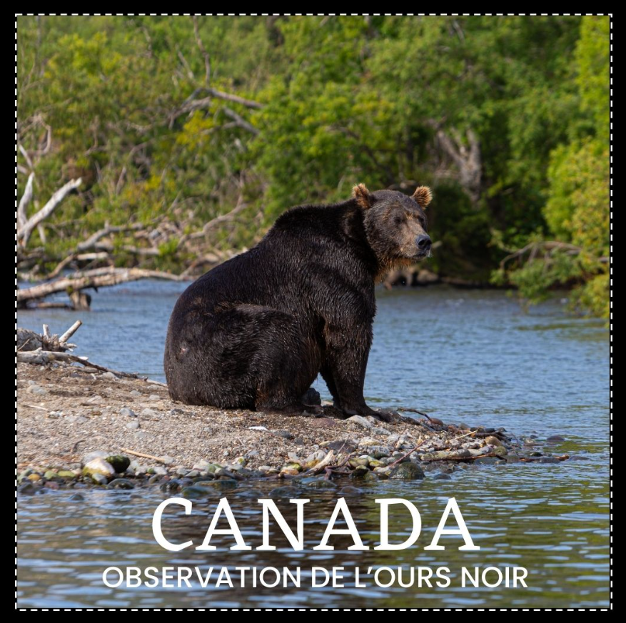 Observer les Ours en plaine nature au Canada