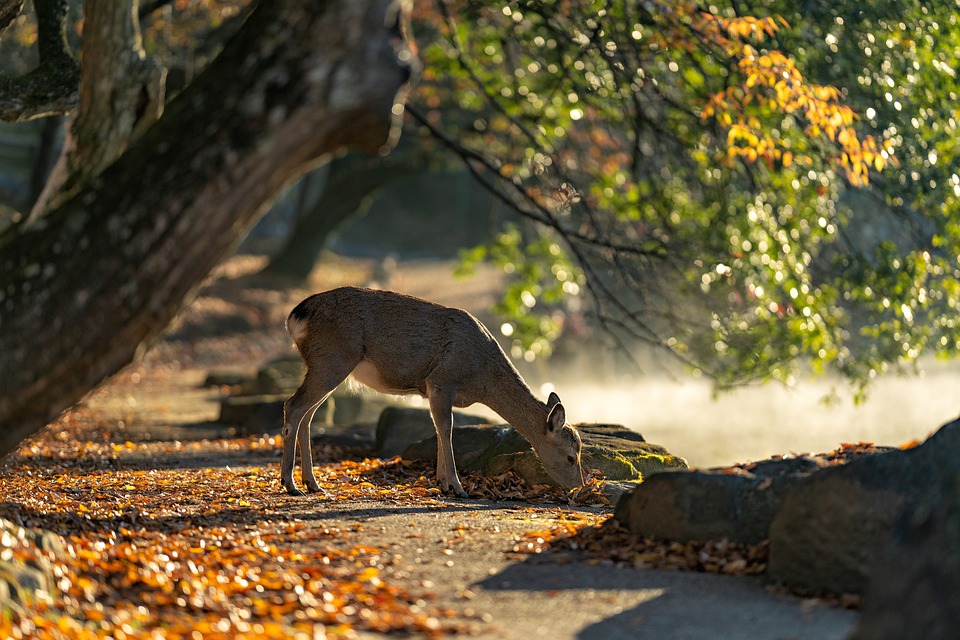 nara-japon (1)