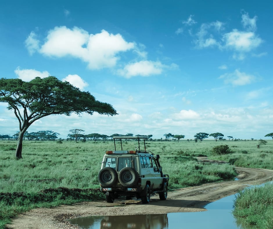 Tanzanie - Safari