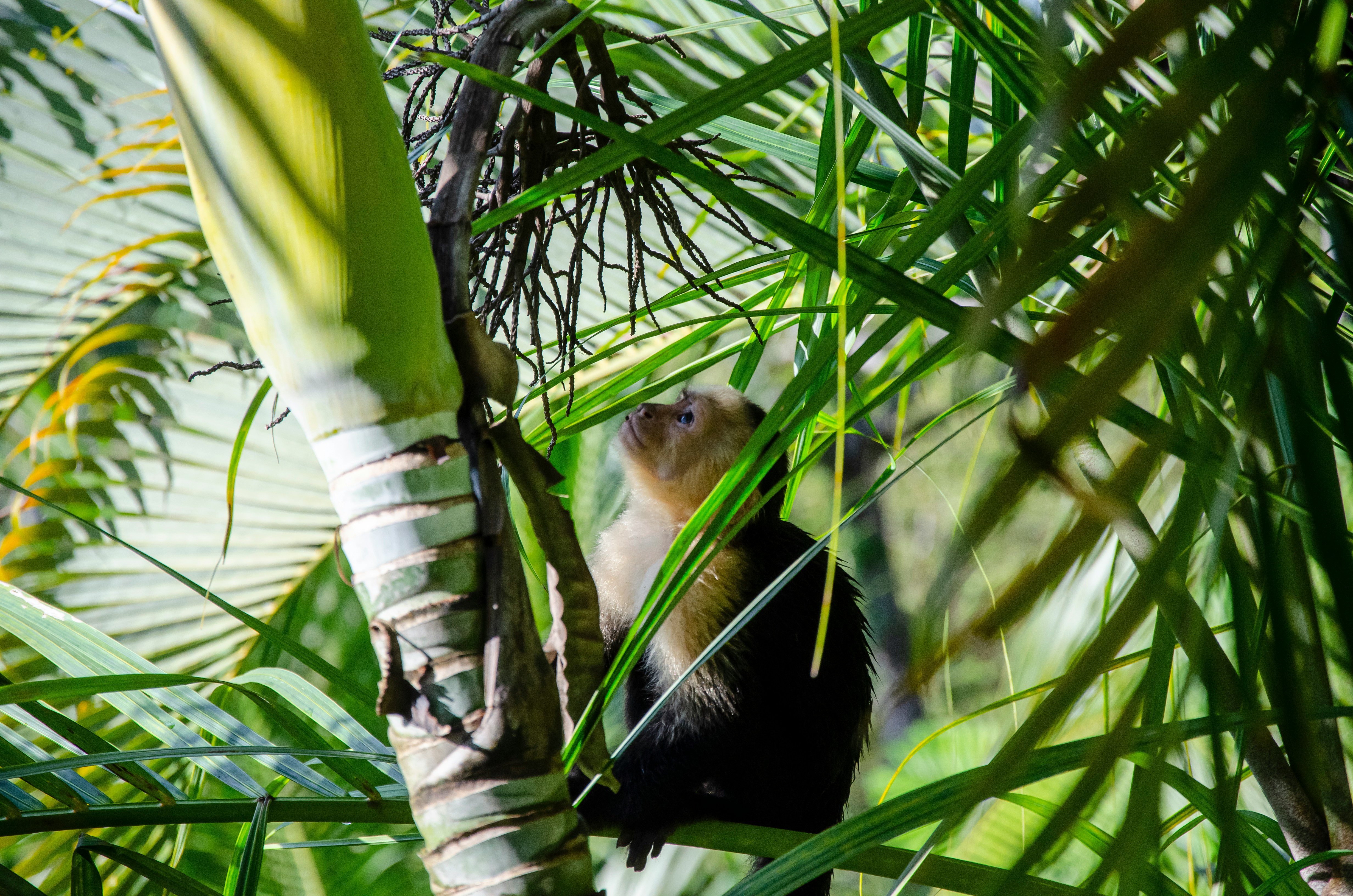 costa rica