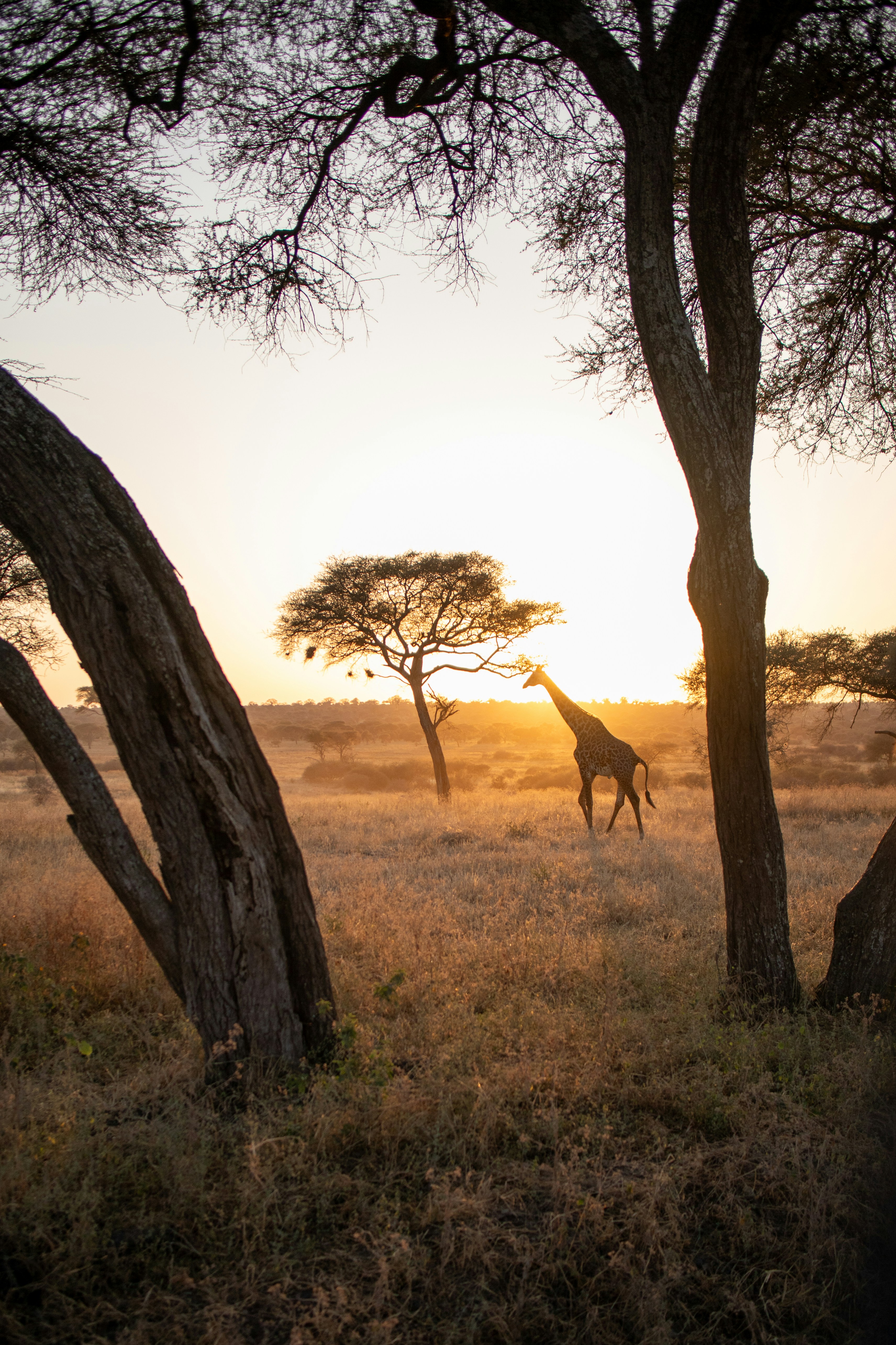 safari 