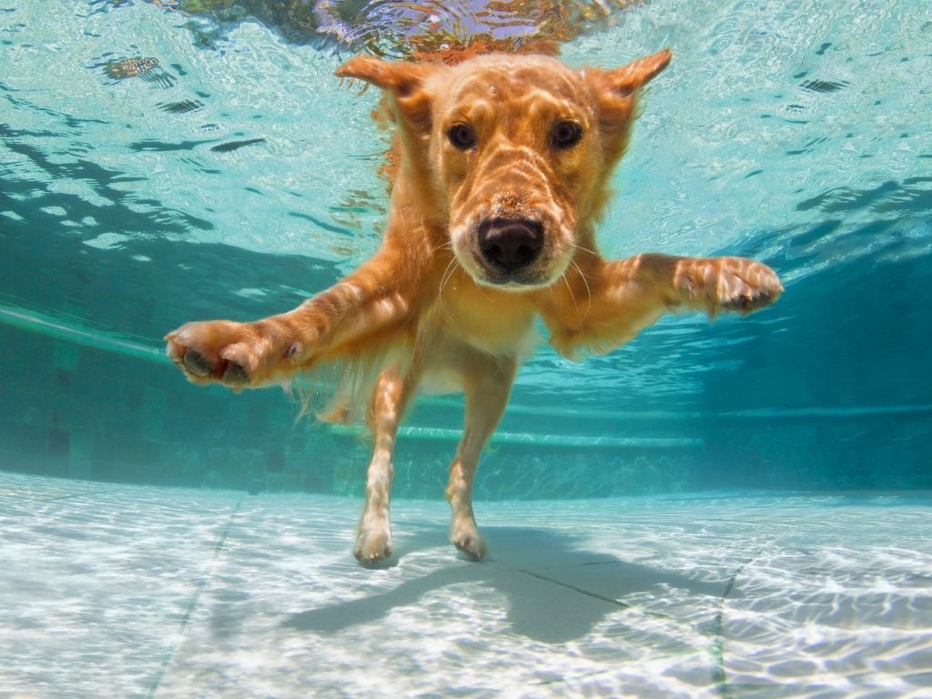 Pet Care & Animal Services