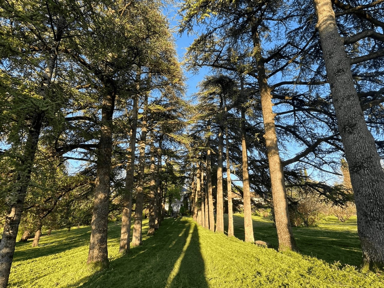 Domaine des Grands Cedres 1