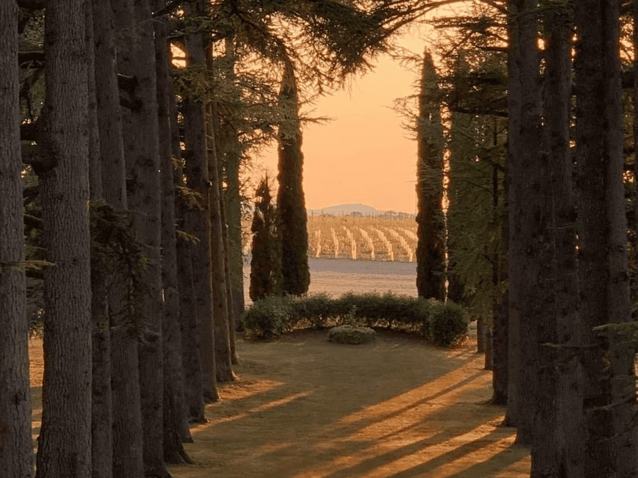 Domaine des Grands Cedres 13