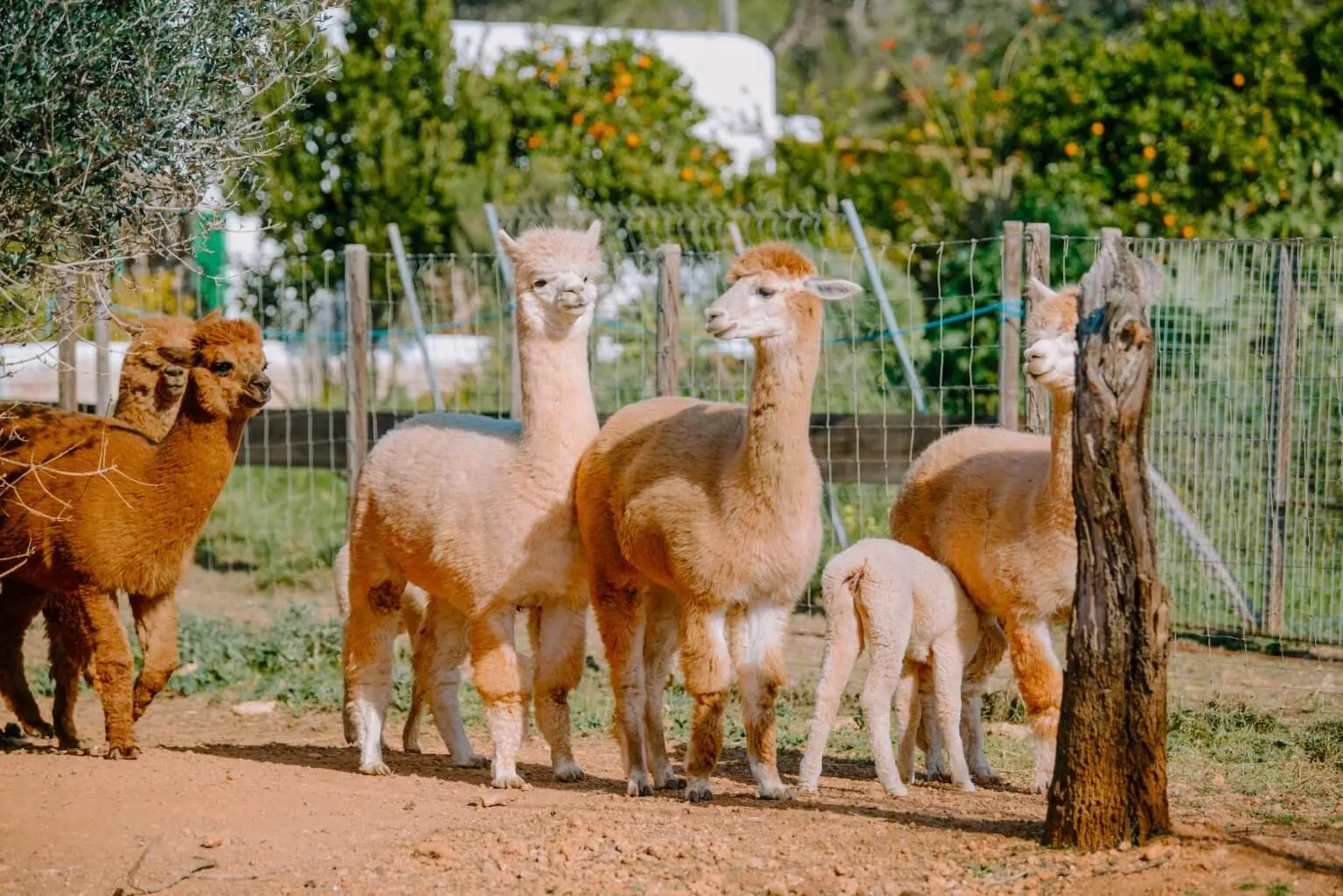 es currals alpacas ibiza 1773961041178