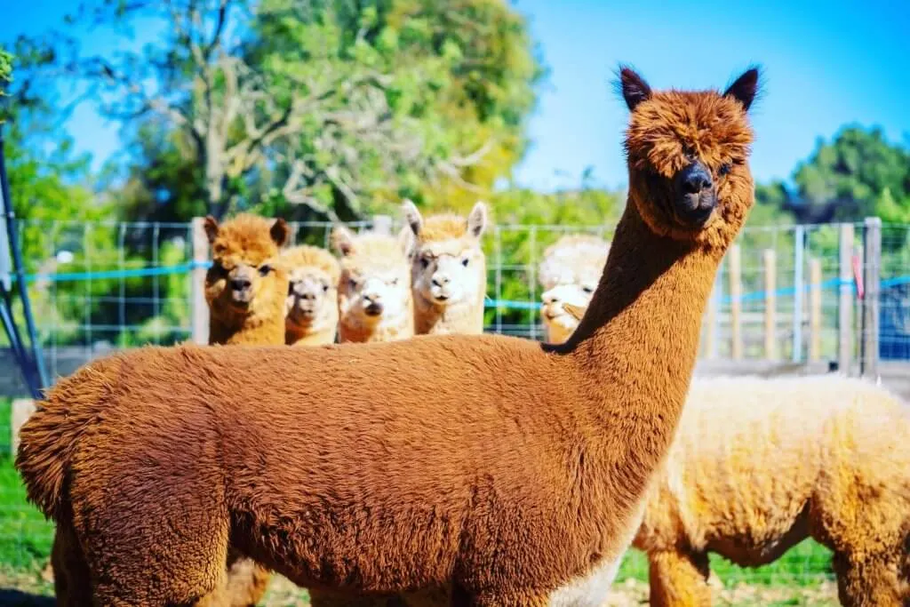 Es Currals Alpacas Ibiza