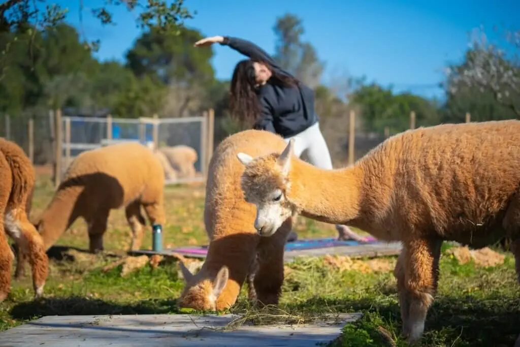 Es Currals Alpacas Ibiza yoga