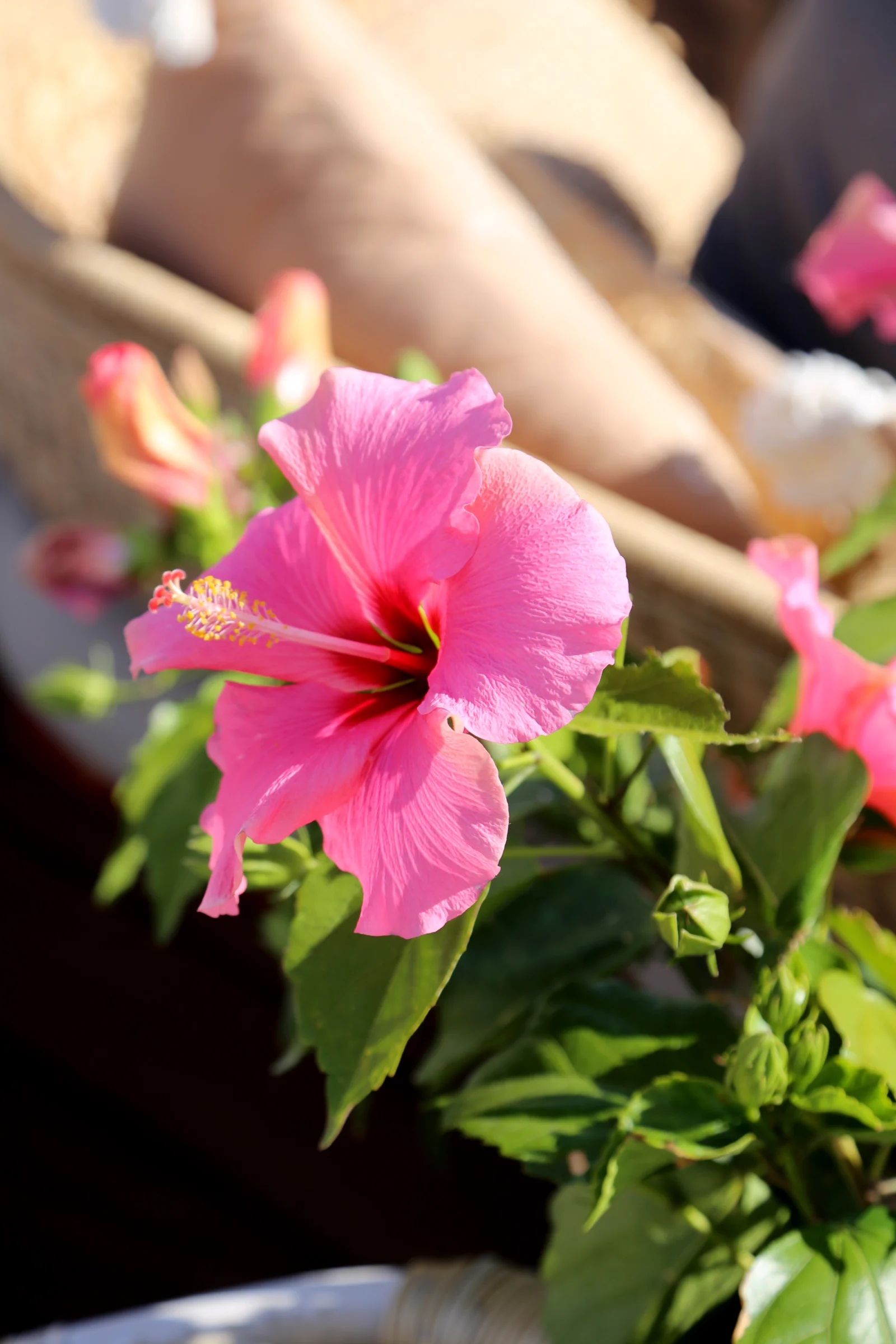 Close-up of a pink hibiscus flower with green leaves.